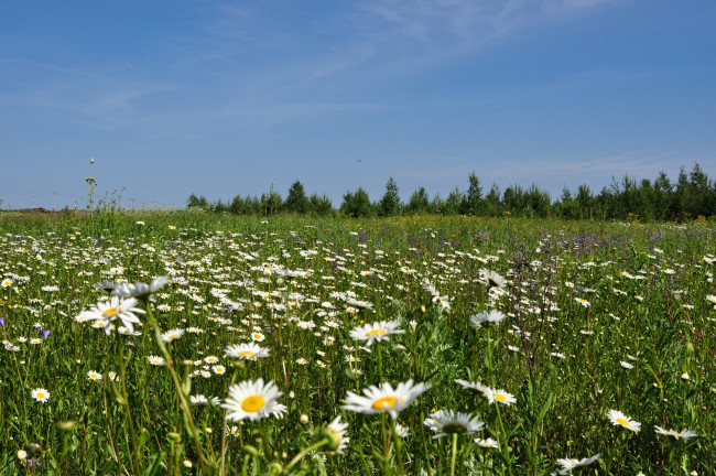 Обои картинки фото природа, луга, ромашки