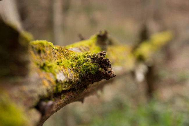 Обои картинки фото природа, макро, бревно, мох