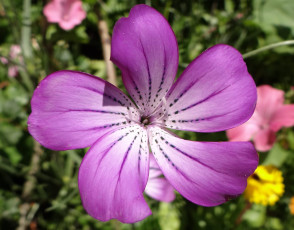 Картинка цветы розовый цветок лепестки макро