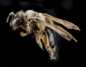 Картинка животные пчелы +осы +шмели макросъемка насекомое