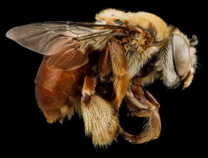 Картинка животные пчелы +осы +шмели насекомое макросъемка