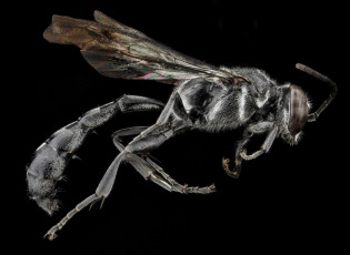 Картинка животные пчелы +осы +шмели макросъемка насекомое