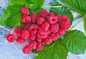 Картинка еда малина листики малины веточка