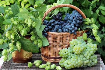 Картинка еда виноград корзина хмель