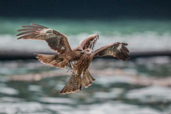 Картинка животные птицы+-+хищники птицы хищники ссора в полете