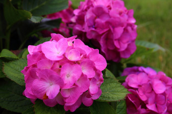 Картинка цветы гортензия цветение розовая