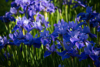 Картинка цветы ирисы цветение