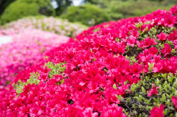 Картинка цветы рододендроны+ азалии азалия кустарник
