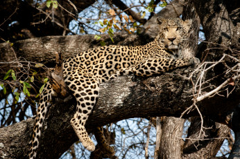 Картинка животные леопарды дерево леопард