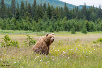 Картинка животные медведи мишка
