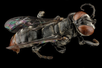 Картинка животные насекомые макросъемка насекомое