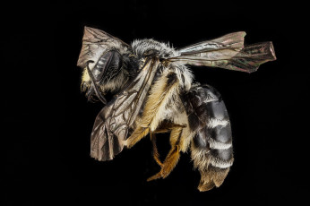 Картинка животные пчелы +осы +шмели макросъемка насекомое