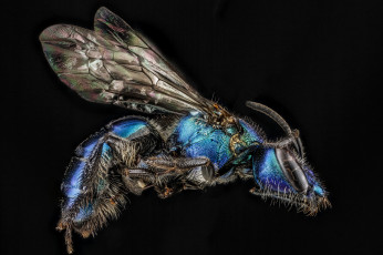 Картинка животные пчелы +осы +шмели макросъемка насекомое