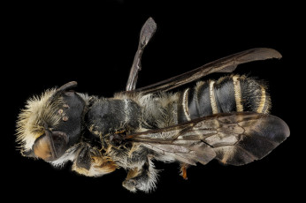 Картинка животные пчелы +осы +шмели макросъемка насекомое