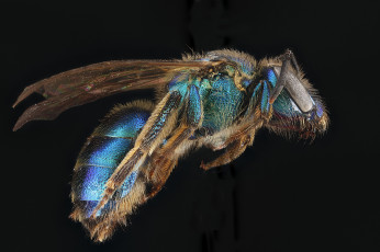 Картинка животные пчелы +осы +шмели насекомое макросъемка