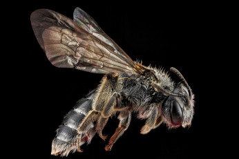 Картинка животные пчелы +осы +шмели насекомое макросъемка