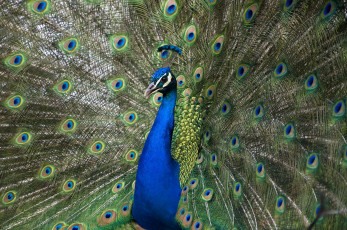 Картинка животные павлины павлин окрас цвета перышки