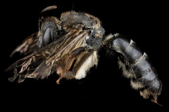 Картинка животные пчелы +осы +шмели макросъемка насекомое