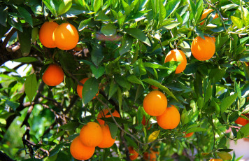 Картинка природа плоды апельсины