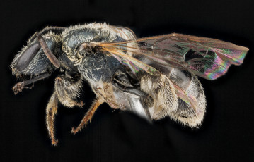 Картинка животные пчелы +осы +шмели насекомое макросъемка