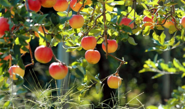 Картинка природа плоды ветки