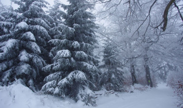 Картинка природа зима снег ели