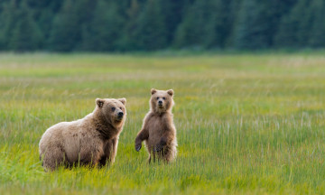 Картинка животные медведи мишка
