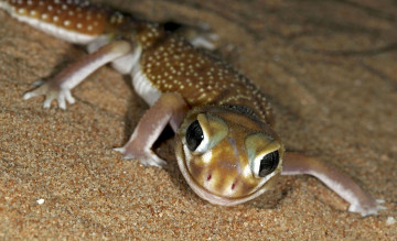 Картинка животные Ящерицы +игуаны +вараны хладнокровное взгляд глаза