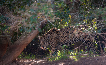 Картинка животные Ягуары кошка