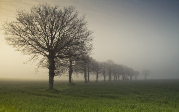 Картинка природа деревья туман