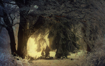 Картинка природа зима деревья иней