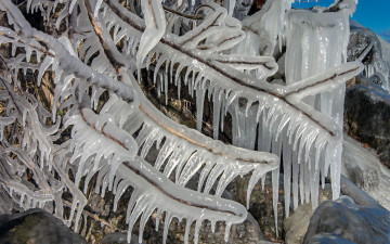 Картинка природа зима ветки лед