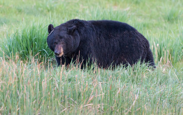 Картинка животные медведи черный