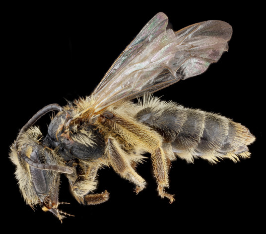 Обои картинки фото животные, пчелы,  осы,  шмели, макросъемка, насекомое