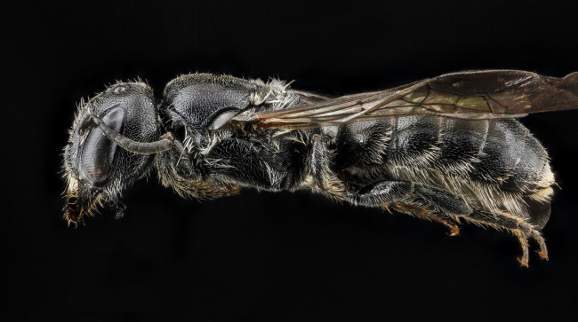 Обои картинки фото животные, пчелы,  осы,  шмели, макросъемка, насекомое