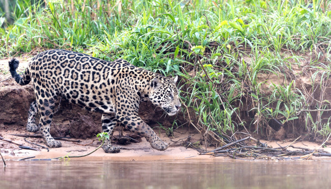 Обои картинки фото животные, Ягуары, кошка