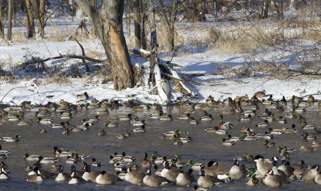 Обои картинки фото животные, утки, озеро, природа, снег, стая, плавают