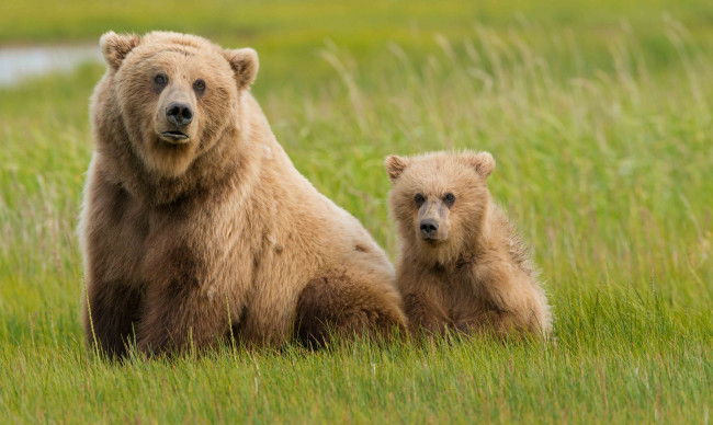 Обои картинки фото животные, медведи, мишка