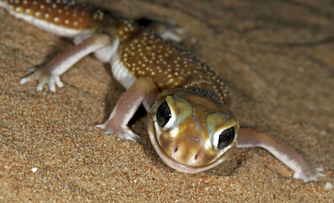 Обои картинки фото животные, Ящерицы,  игуаны,  вараны, хладнокровное, взгляд, глаза