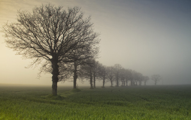 Обои картинки фото природа, деревья, туман