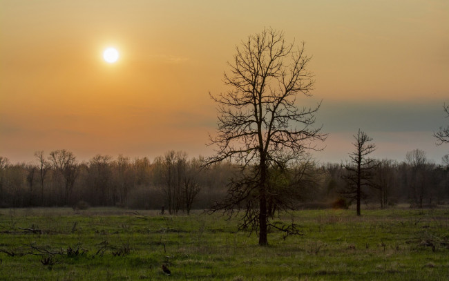 Обои картинки фото природа, восходы, закаты, деревья, лес, весна, зелень, трава, дерево, ранняя, утро