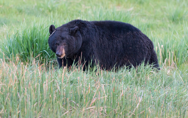 Обои картинки фото животные, медведи, черный