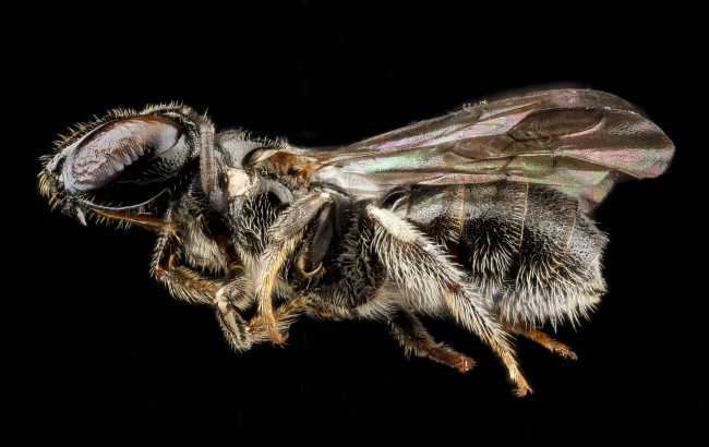 Обои картинки фото животные, пчелы,  осы,  шмели, макросъемка, насекомое