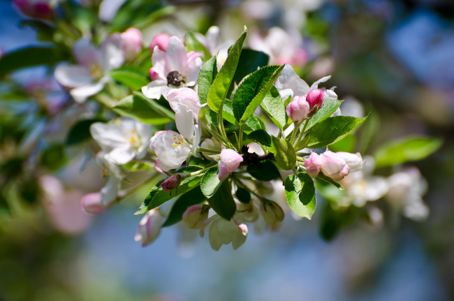 Обои картинки фото цветы, цветущие деревья ,  кустарники, ветка, листья, сливы