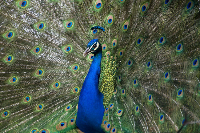 Обои картинки фото животные, павлины, павлин, окрас, цвета, перышки