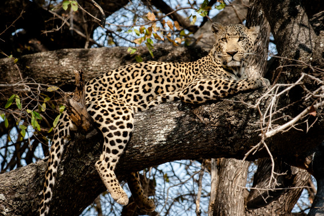 Обои картинки фото животные, леопарды, дерево, леопард