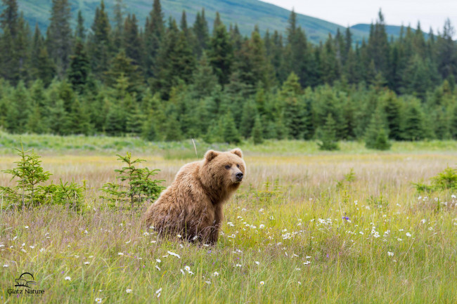Обои картинки фото животные, медведи, мишка