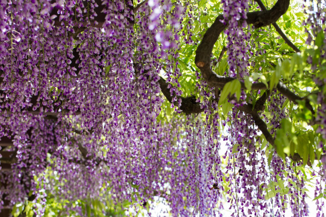 Обои картинки фото цветы, глициния, цветение