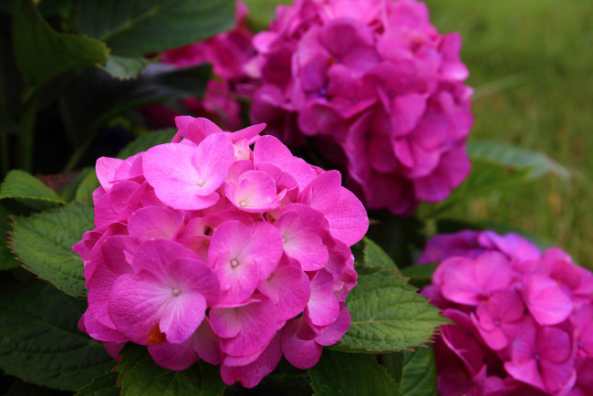 Обои картинки фото цветы, гортензия, цветение, розовая