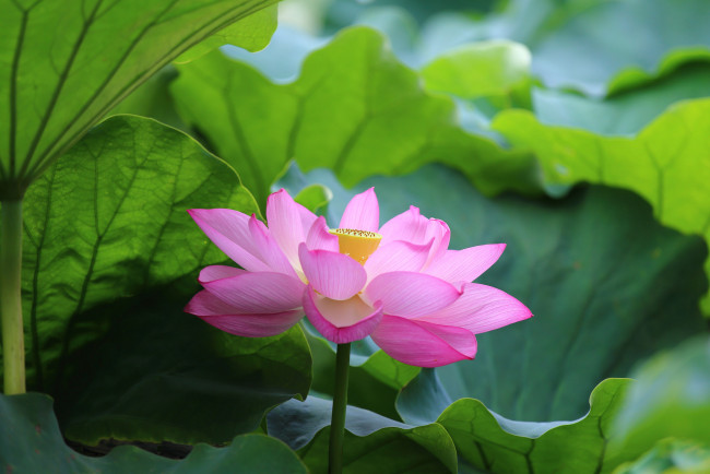 Обои картинки фото цветы, лотосы, листья, лотос, розовый